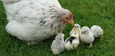 Hot Topic - The Importance of Promoting a Healthy Gut for a Happy Hen