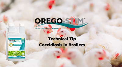 Technical Tip Coccidiosis in Broilers