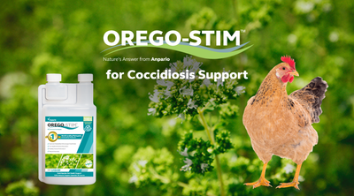 Oregano Essential Oil: MOA for Coccidiosis Management