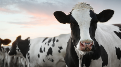 Spotting Mycotoxin Issues in the Dairy Cow