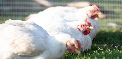 Trial Summary - Orego-Stim® Supports Optimal Gut Health in Broilers