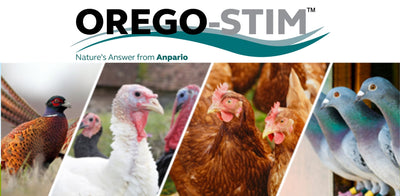 Hot Topic - Reduce the Impact of Coccidiosis and Protect Your Birds