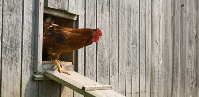 Hot Topic - Protect Your Poultry Housing From Red Mites