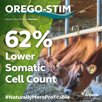 THE EFFECT OF OREGO-STIM ON THE ANTIOXIDANT STATUS OF TRANSITION DAIRY COWS